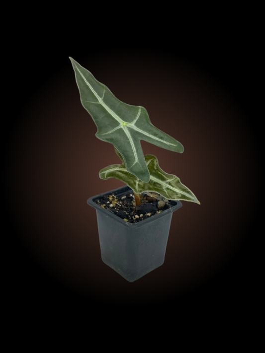 Alocasia Sanderiana Var Nobilis