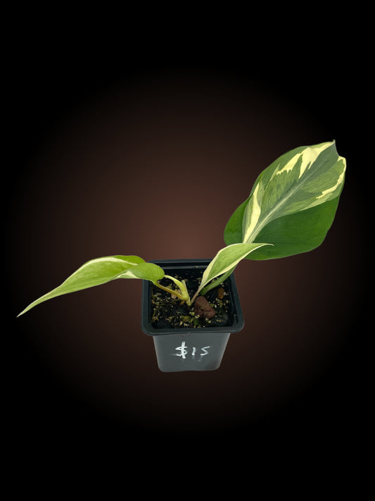 Non-TC Philodendron Rio