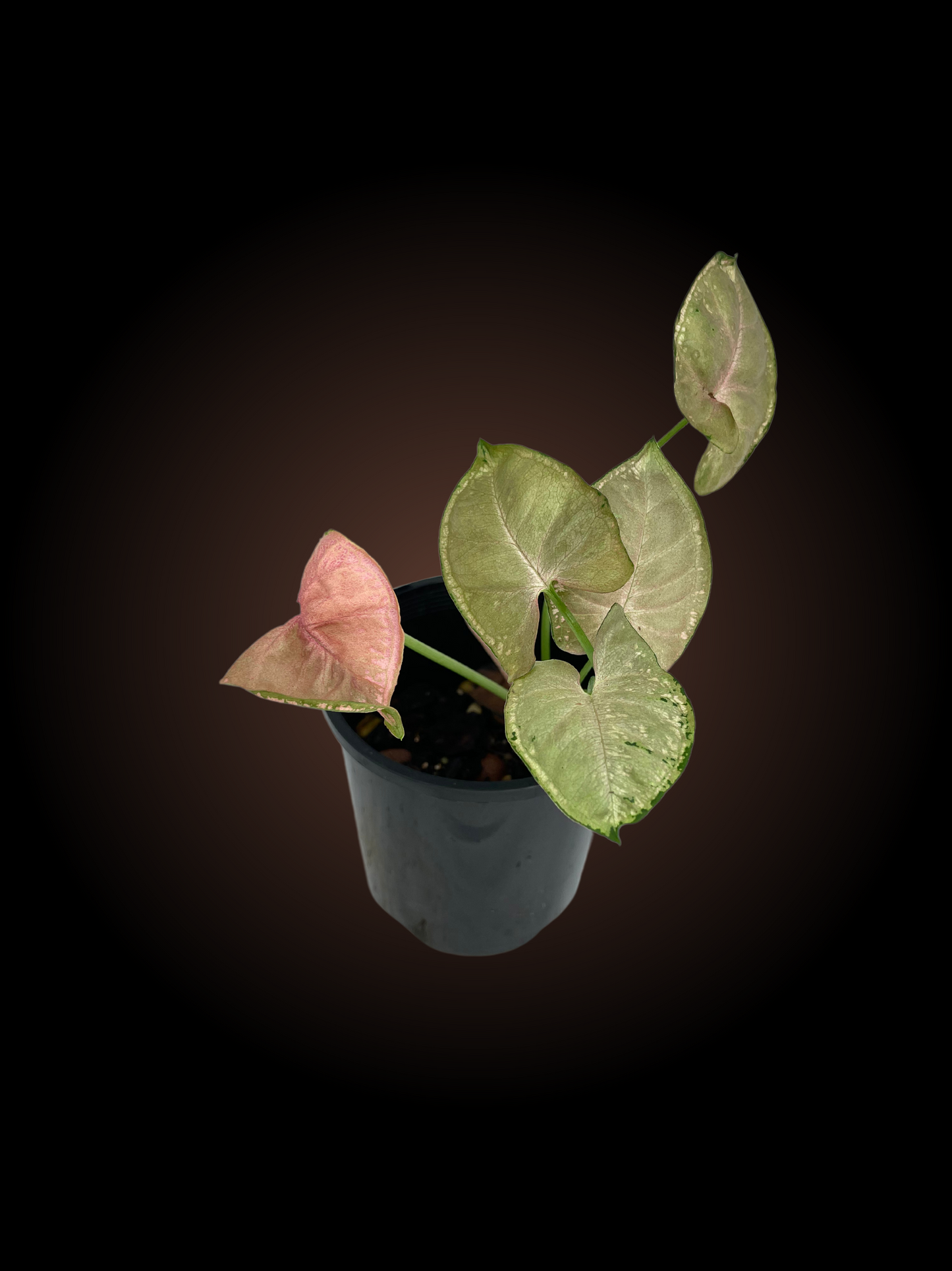 Syngonium Mosaic