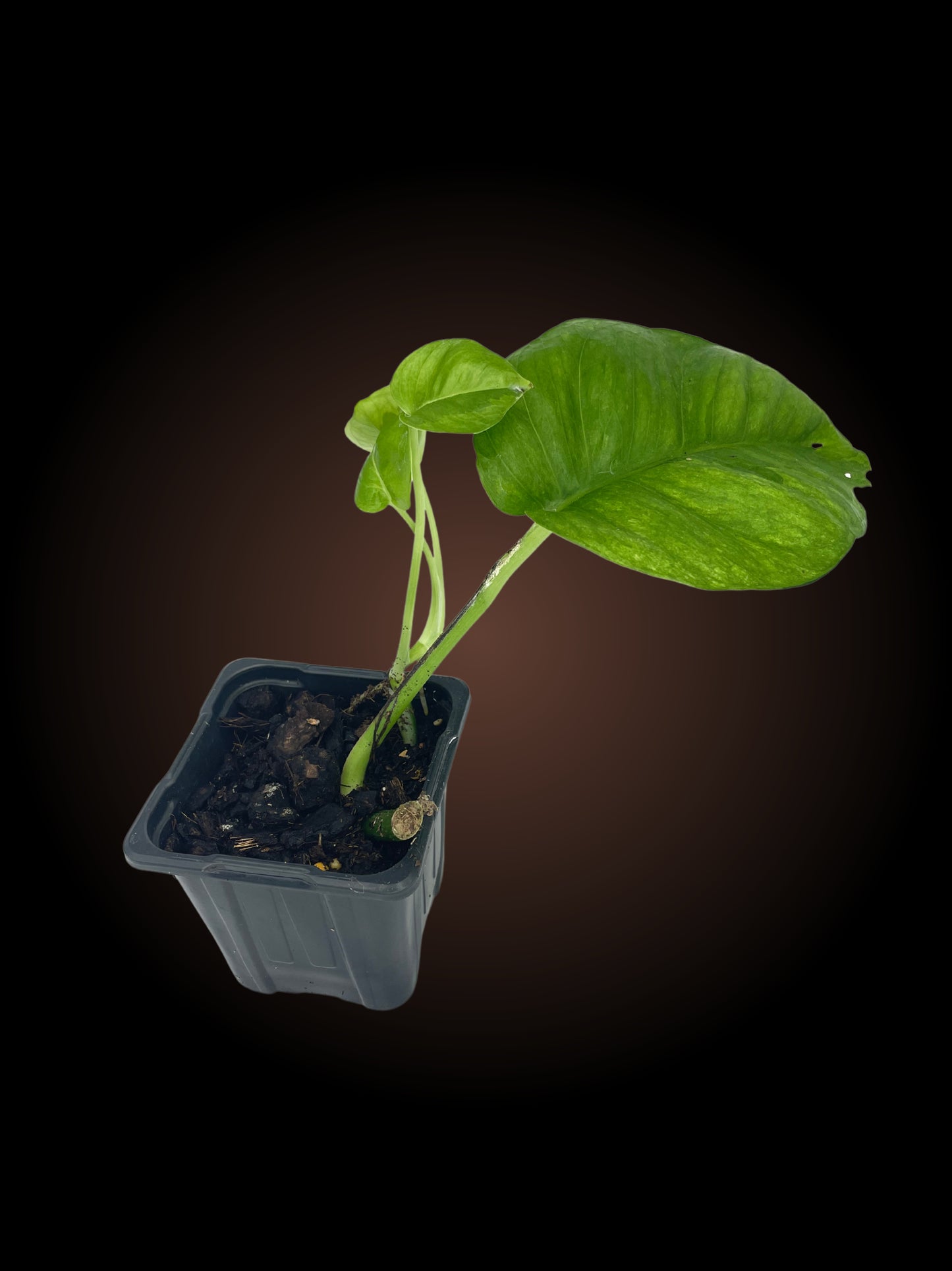 Epipremnum Aureum Emerald Pothos