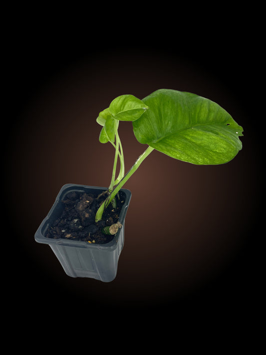Epipremnum Aureum Emerald Pothos