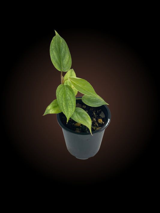 Philodendron Sodiroi