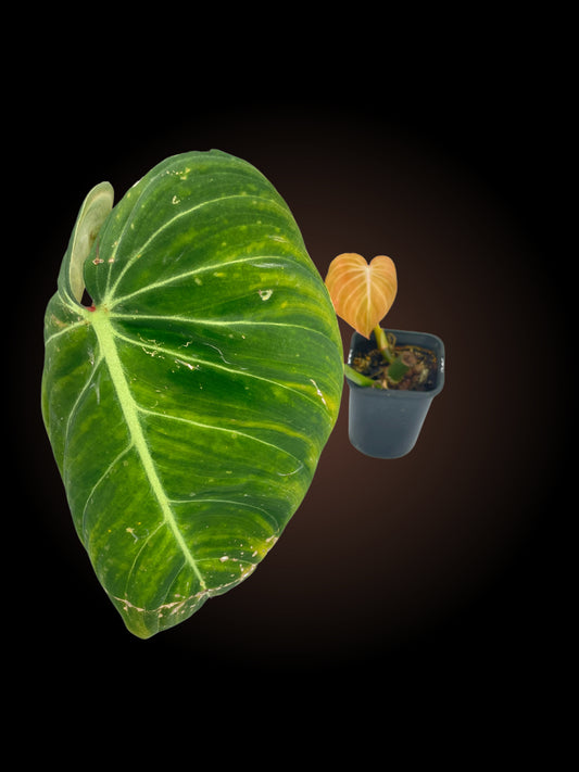 Non-TC Philodendron Glorious
