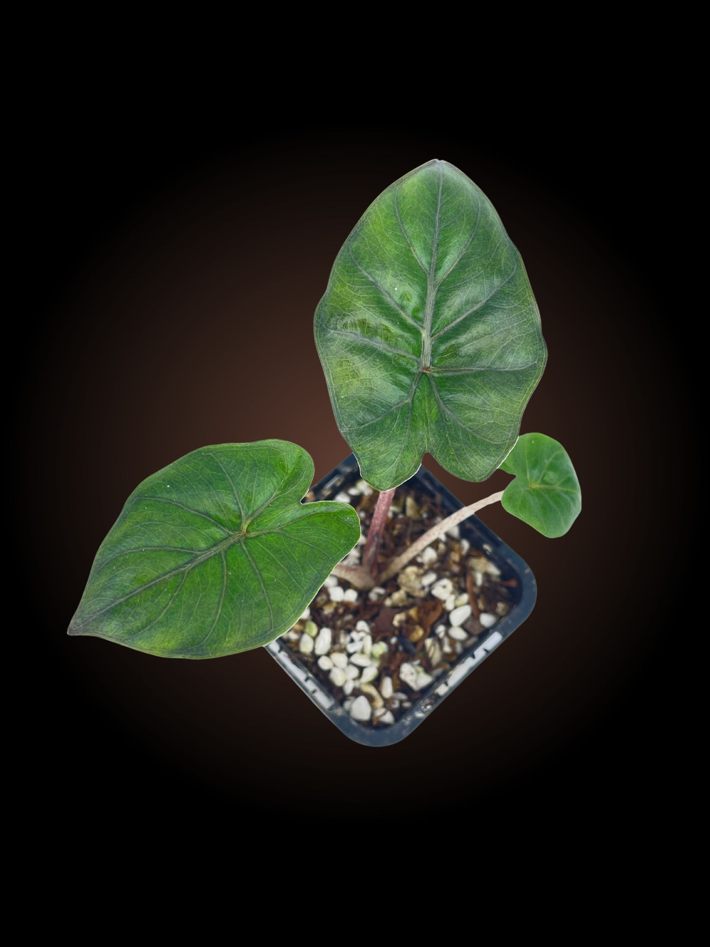 Alocasia Plumbea Nigra