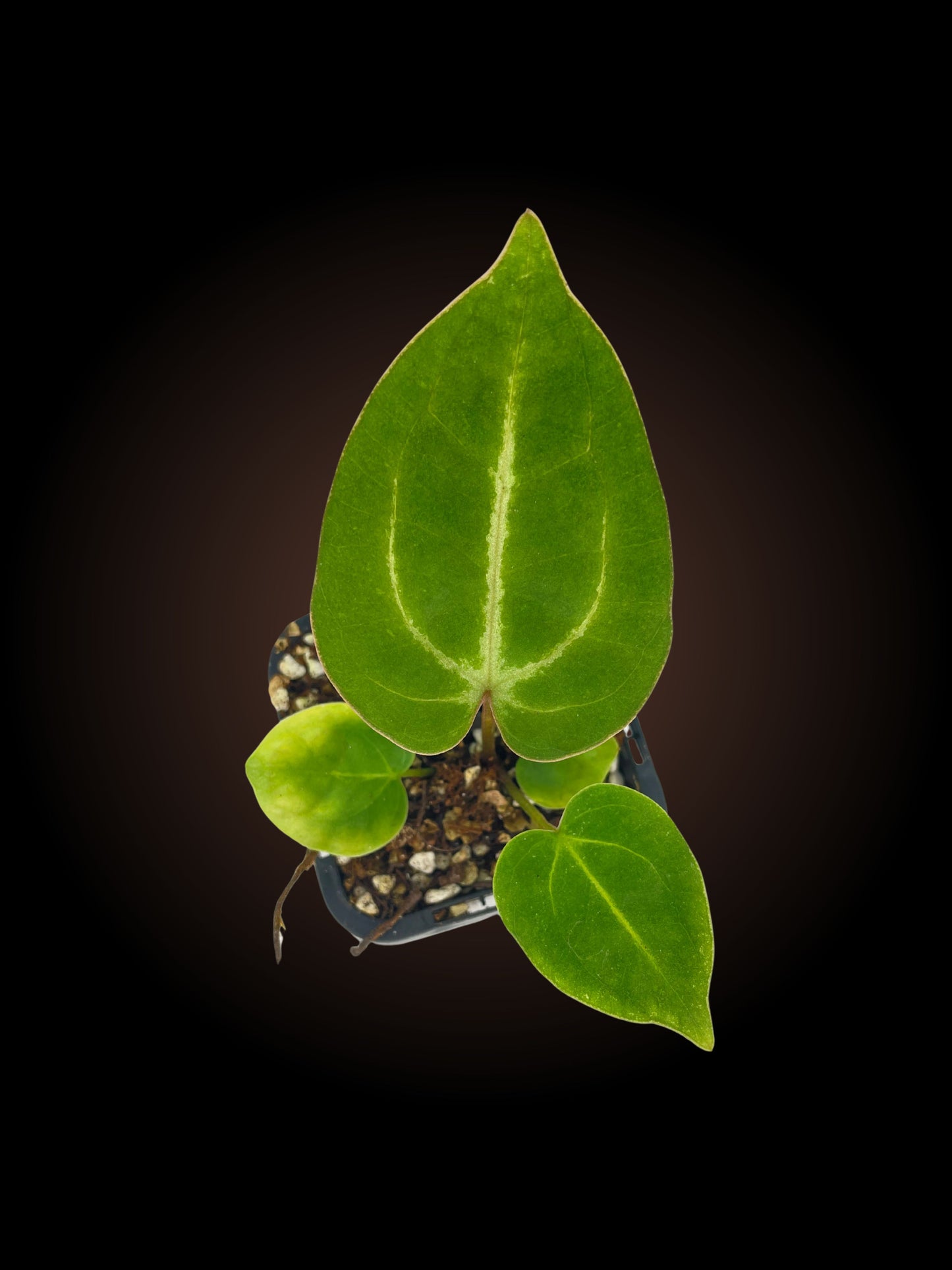 Anthurium NoID Batch 1