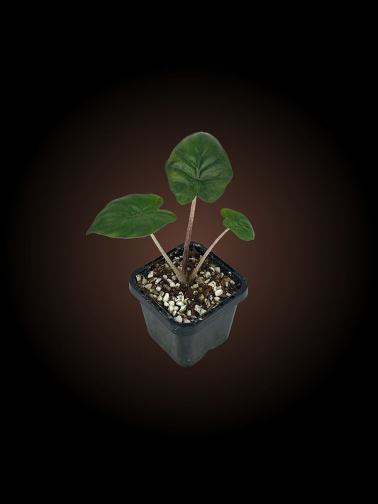 Alocasia Plumbea Nigra