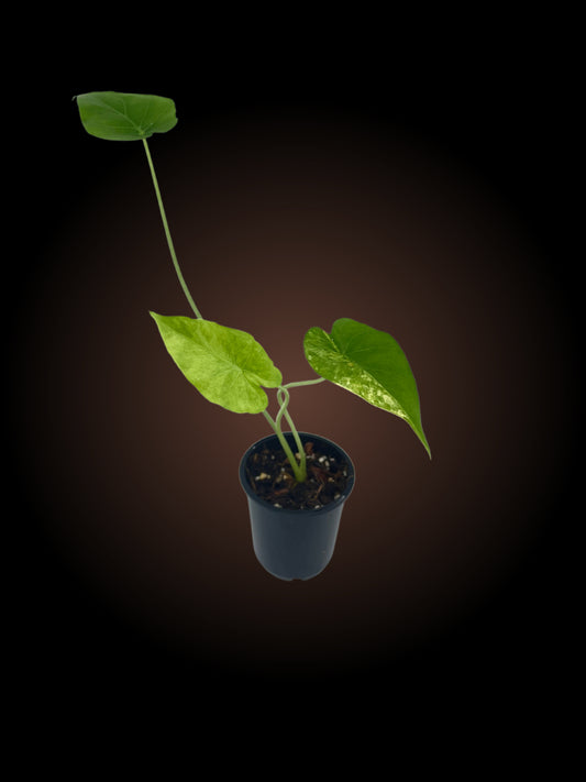 Alocasia Gageana Aurea