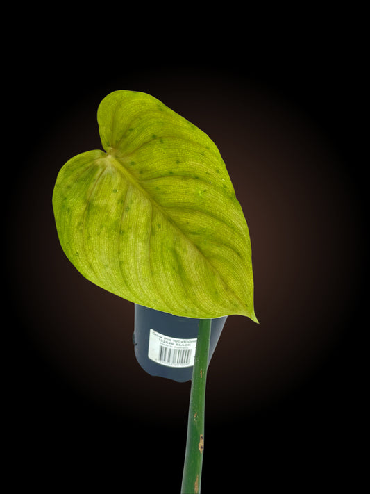 Philodendron Tenue x Plowmanii