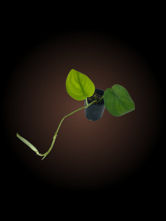 Scindapsus Dark Splash