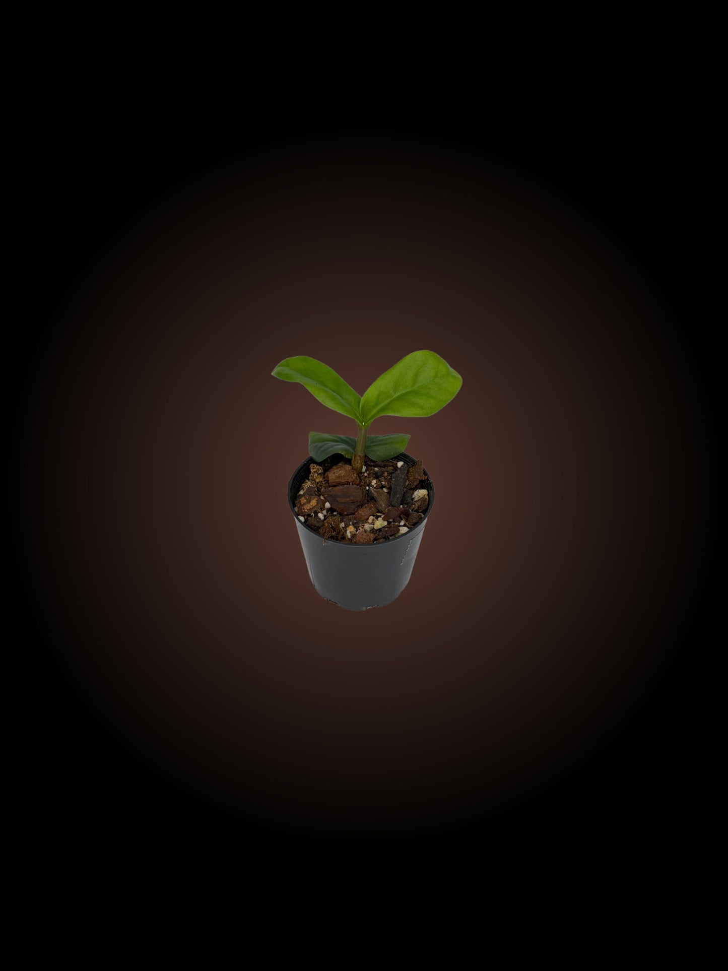 Zamioculcas Zamiifolia