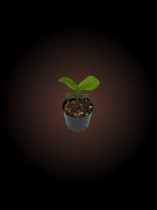 Zamioculcas Zamiifolia