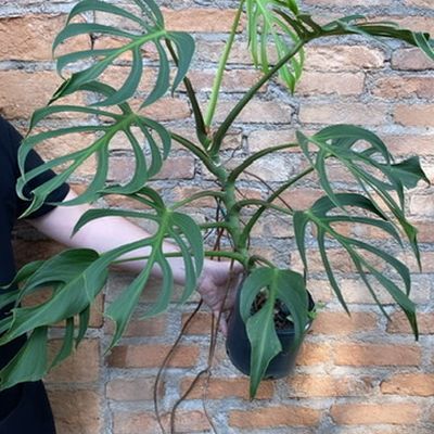 Monstera Burle Marx Flame
