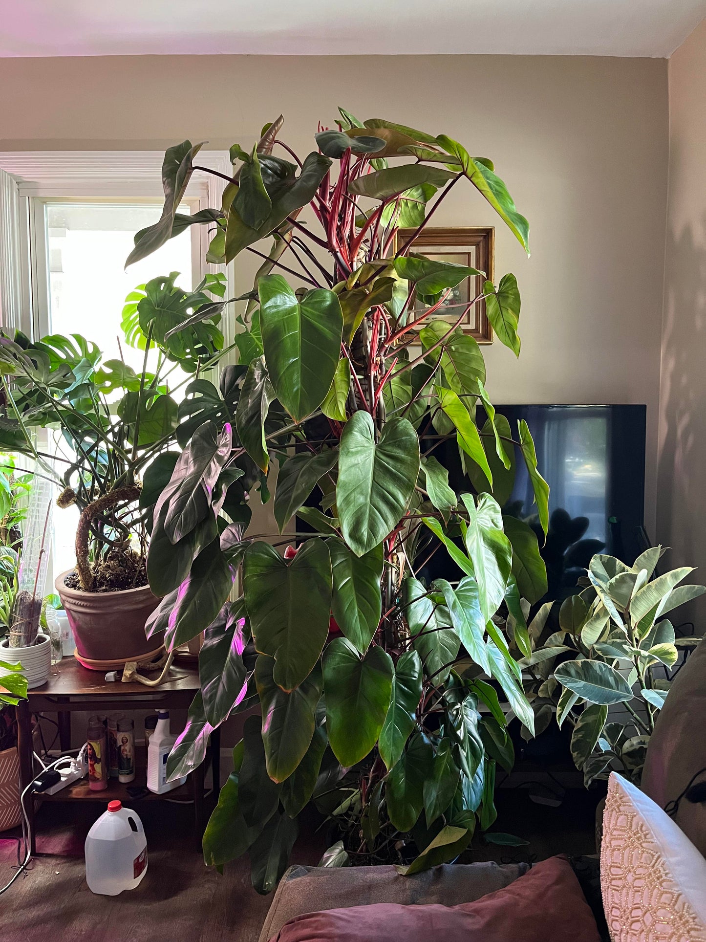 Philodendron Red Emerald Non-TC