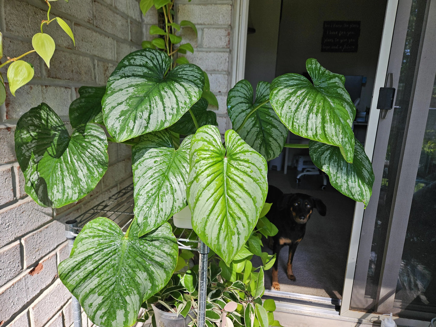 Philodendron Silver Cloud Non-TC