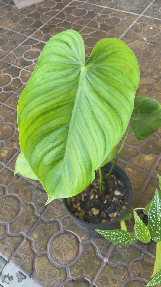 Weekly Auction - Indoor Plant Bundle